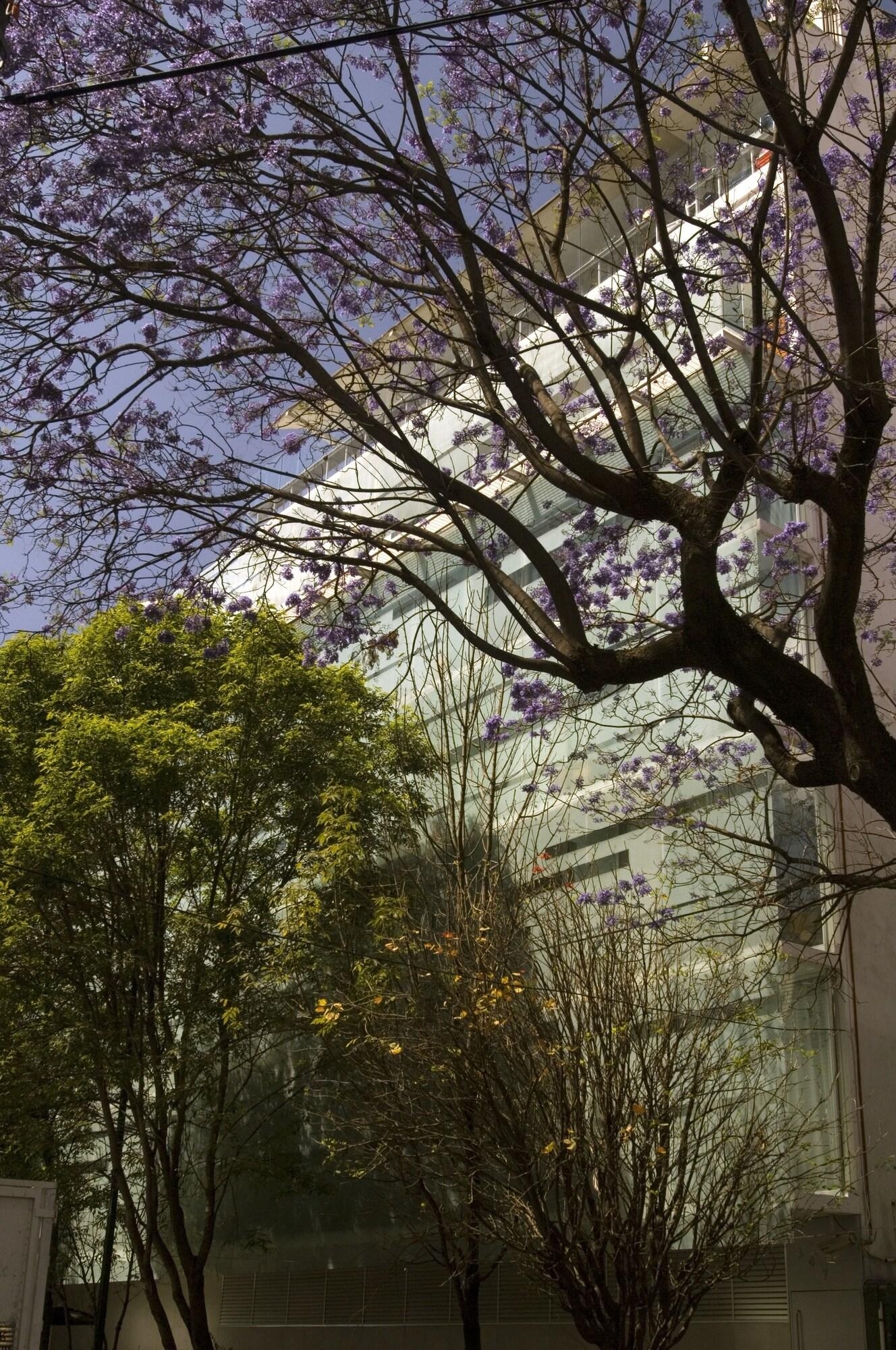 Foto de Habita, Mexico City, a Member of Design Hotels