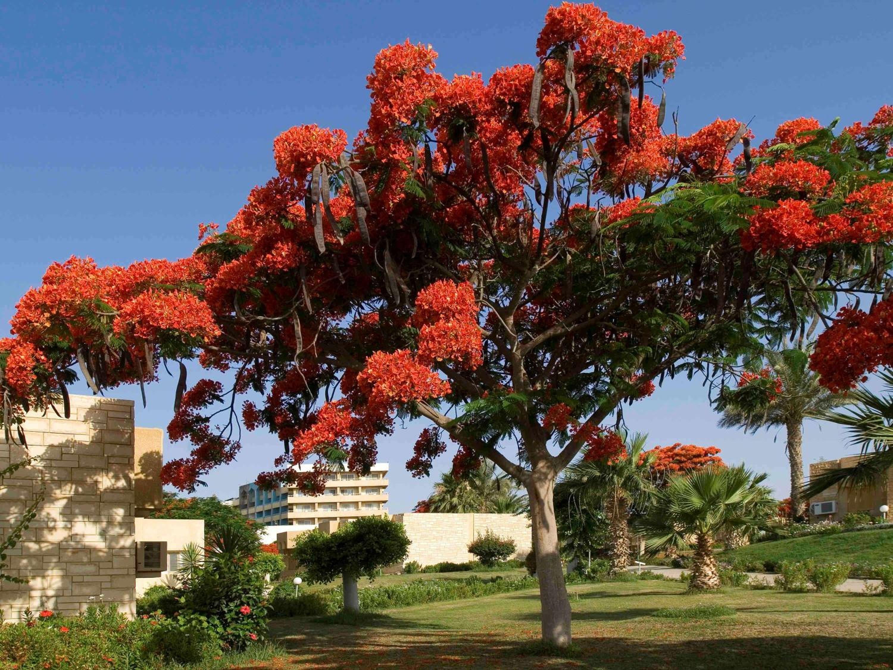 Foto de Mercure Ismailia Forsan Island