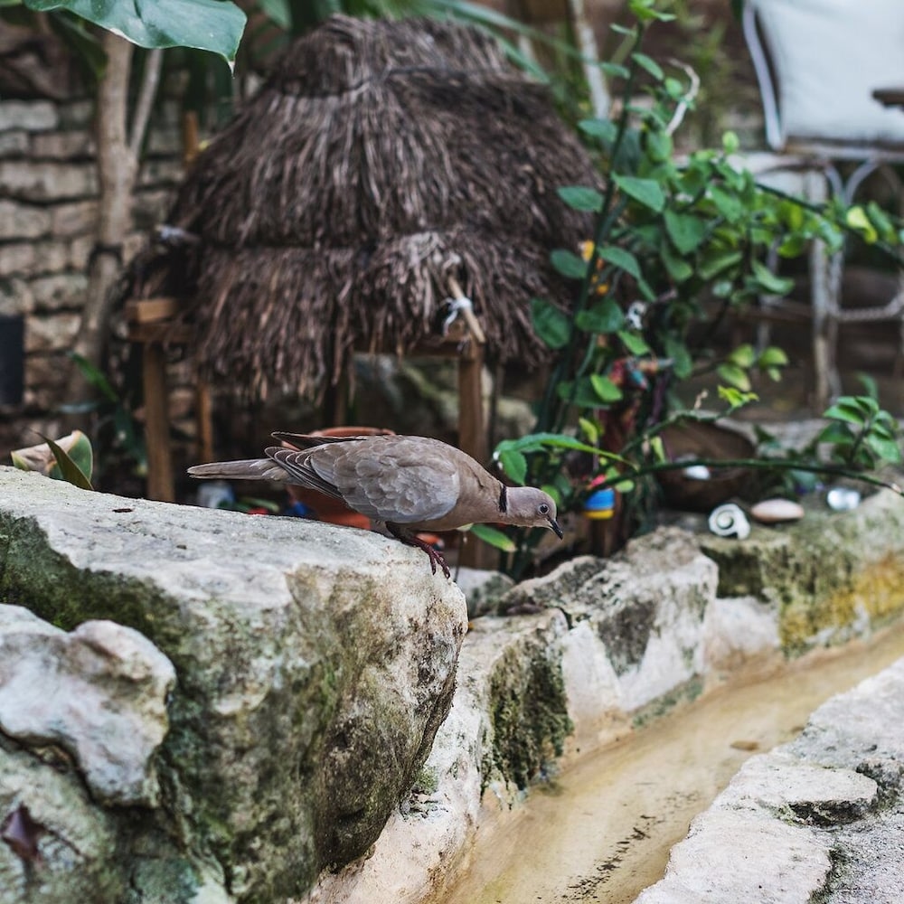 Foto de Hotel La Semilla, Playa del Carmen, a Member of Design Hotels - Adults Only