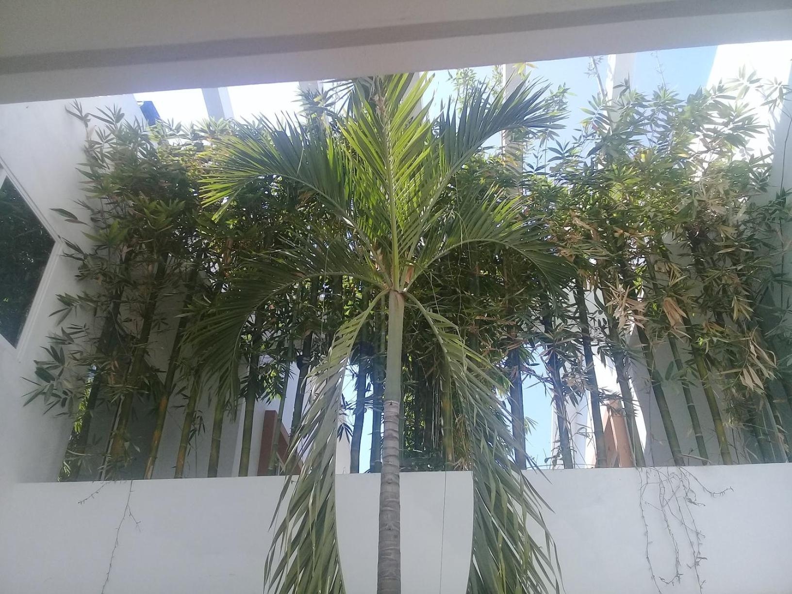 Foto de Palmas de Chahue